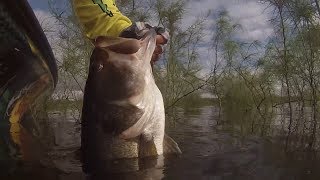 Giant Bass on a tricked-out rig